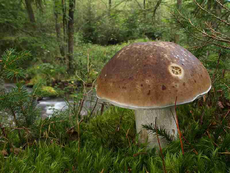  Image name: 225 Porcino.jpg 
 width: 800 pixel 
 height: 600 pixel 
 Size: 38222 bytes 
 Click to enlarge 